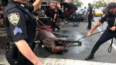 caballo de transporte se desmayo por las altas temperaturas