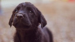 Jornadas de adopción de perros y gatos este fin de semana en el Parque Rodó