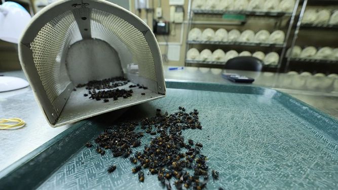 Uruguay comprará estas pupas a una planta panameña con capacidad para producir 100 millones de estas moscas al año.