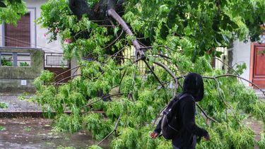 La tormenta tiró abajo más de 150 árboles en la Costa de Oro y otros puntos de Canelones