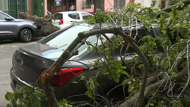 Arbol cayó y afectó a dos vehículos en el barrio Aguada.