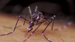 Detectan un nuevo caso de dengue autóctono, esta vez en Paysandú