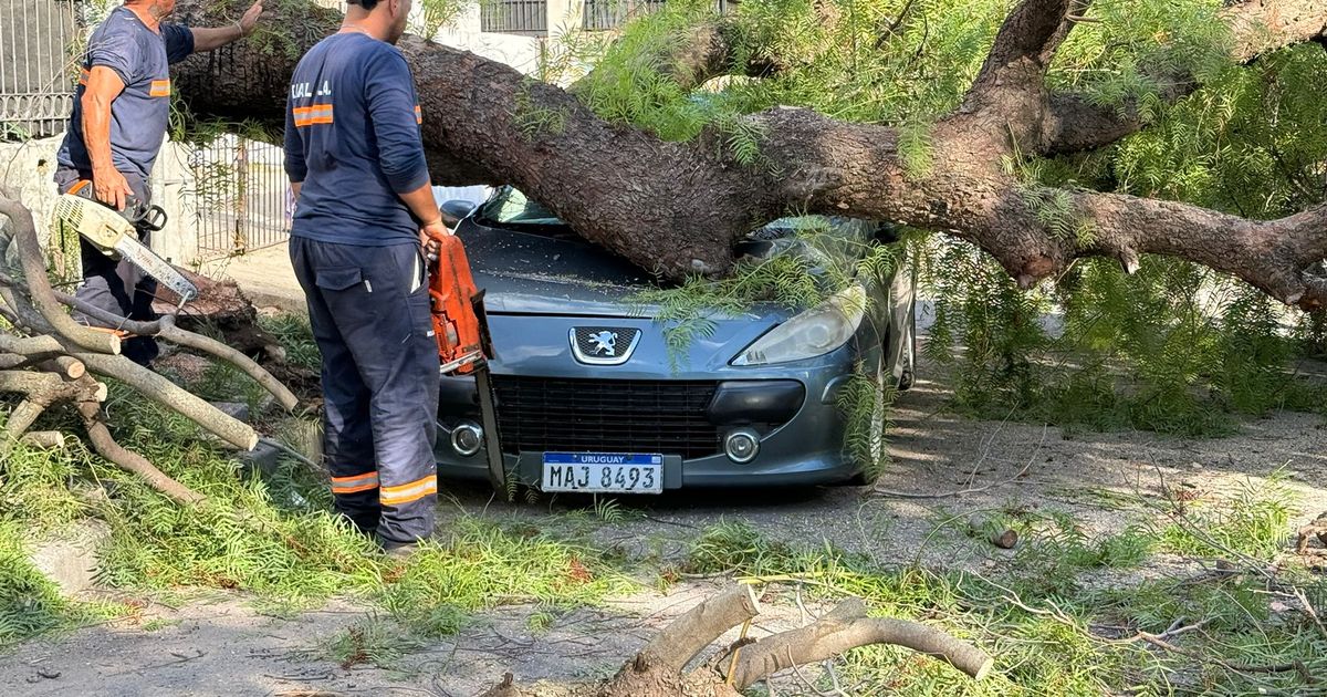 Un enorme árbol cayó sobre un auto estacionado y rompió el tendido eléctrico