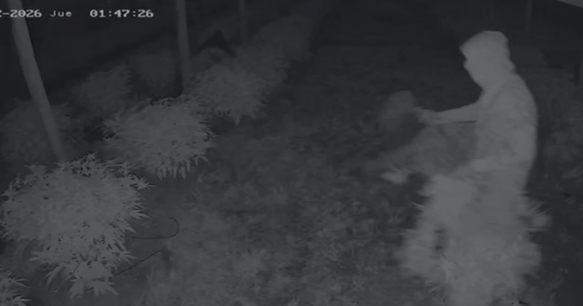 Robaron un club cannábico en Aiguá, destruyeron el 60% del cultivo y le dispararon al casero