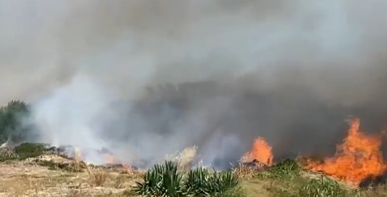 Incendio afectó monte de acacias y pinos en La Paloma.