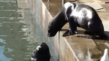 Socobioma: Uruguay está dejando que lobos marinos mueran.