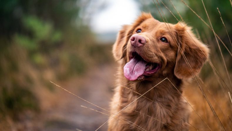 Se realizó una jornada de castración de perros y gatos en Bella Italia