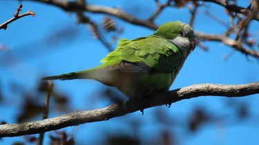 Productores de Canelones en alerta por invasión de cotorras: Es una plaga total