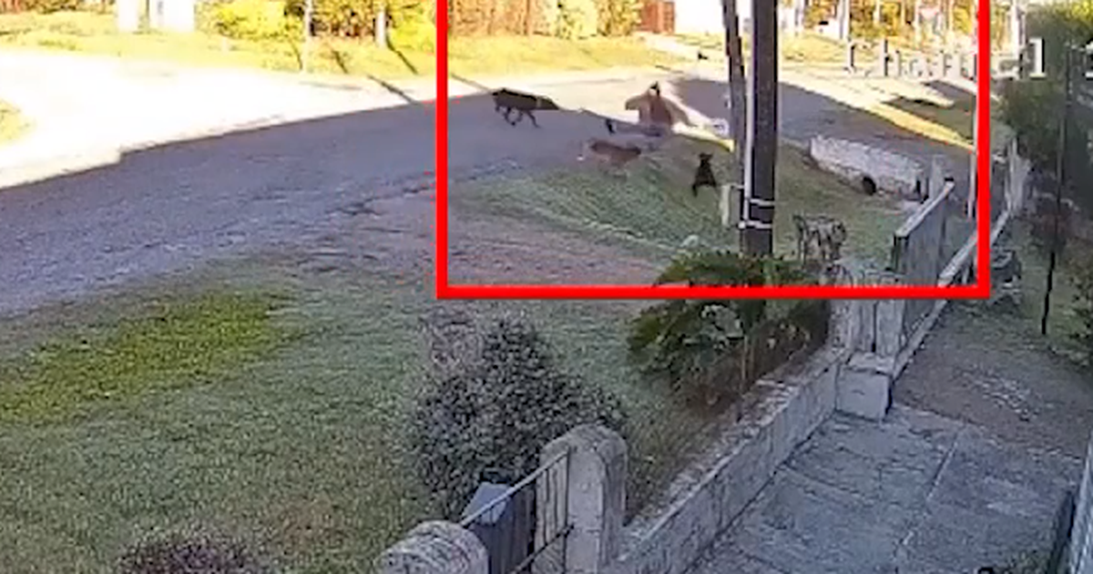 Una joven fue atacada por perros en Nueva Helvecia y sufrió varias heridas en la cabeza