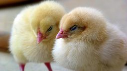 El gobierno descartó influenza aviar y Newcastle en predio de Canelones tras mortandad de aves