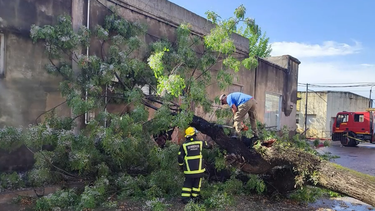 fuertes vientos provocaron caidas de arboles y columnas en melo