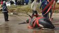 Sacrificaron a la orca varada en Punta del Este; pese a los esfuerzos profesionales no pudo sobrevivir Sacrificaron a la orca varada en Punta del Este; pese a los esfuerzos profesionales no pudo sobrevivir