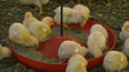 Ministerio de trabajo compartió medidas preventivas ante gripe aviar