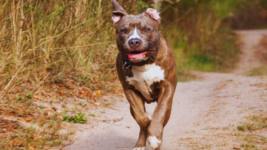 Otro ataque de perro pitbull.