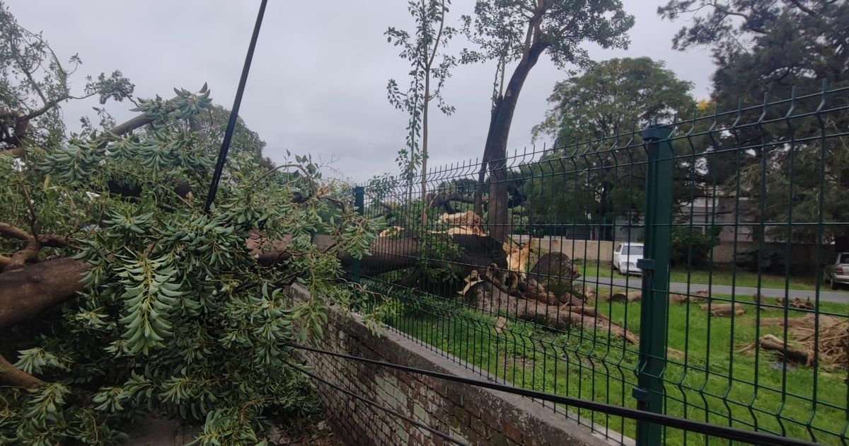 Un ombú añoso cayó sobre el Centro Cachón: provocó daños en muro perimetral y reja, pero no hubo heridos