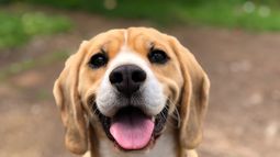 Gobierno plantea la eliminación de las patentes para perros