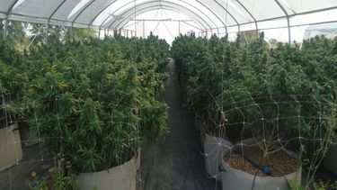 Cerraron importante planta clandestina de marihuana en Rocha