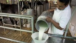 Empresa uruguaya importó 100 mil litros de leche