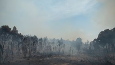 Gobierno adelantará decreto de prohibición de quemas
