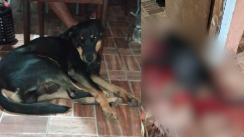 Horror en Empalme Olmos: un hombre mató a machetazos al perro de su vecino; se molestó porque estaba suelto