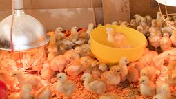 Uruguay suspendió la importación de pollos por foco de gripe aviar en Brasil