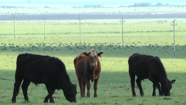 Los animales buscan alimento al costado de la ruta tras inundaciones