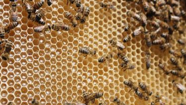 El MGAP trabaja para determinar las causas de la pérdida de 13.700 colmenas de abejas