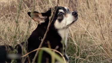 En mi último viaje me tienen que prender fuego y enterrarme acá: el pedido de Mujica para su descanso final