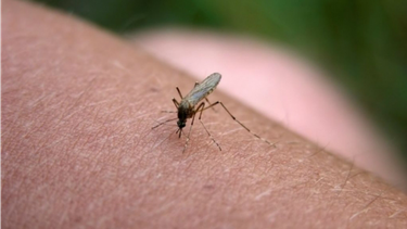 Recomendaciones del MSP para prevenir enfermedades transmitidas por vectores.