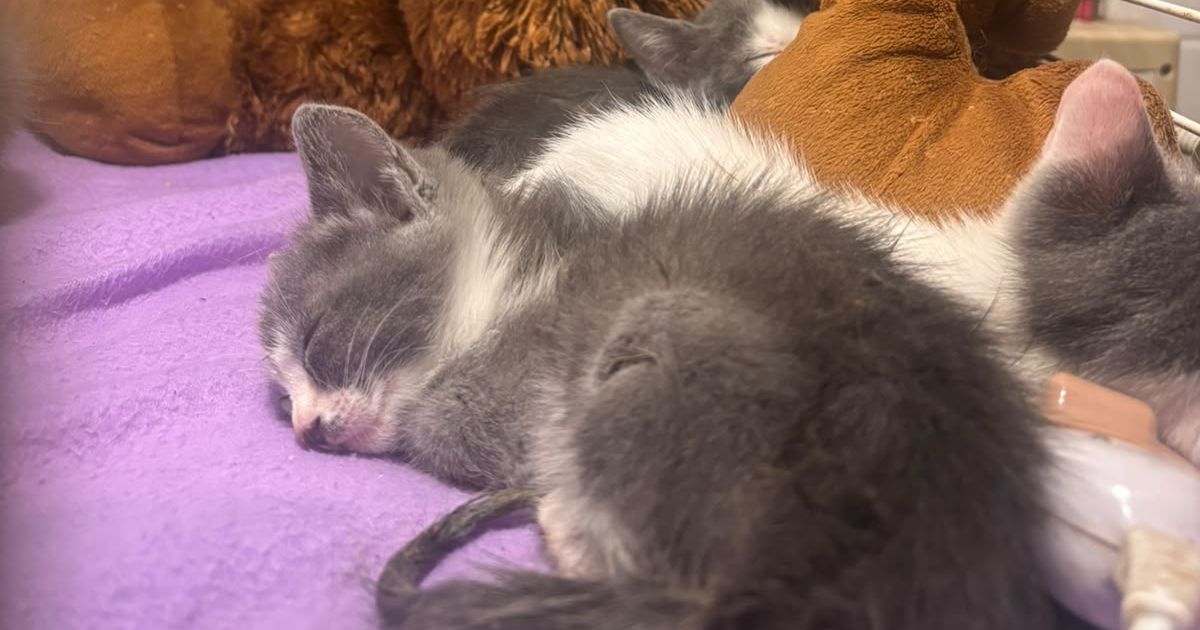 Varios de los gatos retirados de un apartamento fueron llevados a un refugio: 