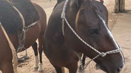 Embajador británico sufrió traumatismo de cráneo tras caer de un caballo