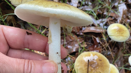 Una a una: estas son las características del hongo conocido como sombrero de la muerte