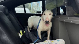 Rescate de un perro abandonado en Florida tras el huracán Milton generó indignación