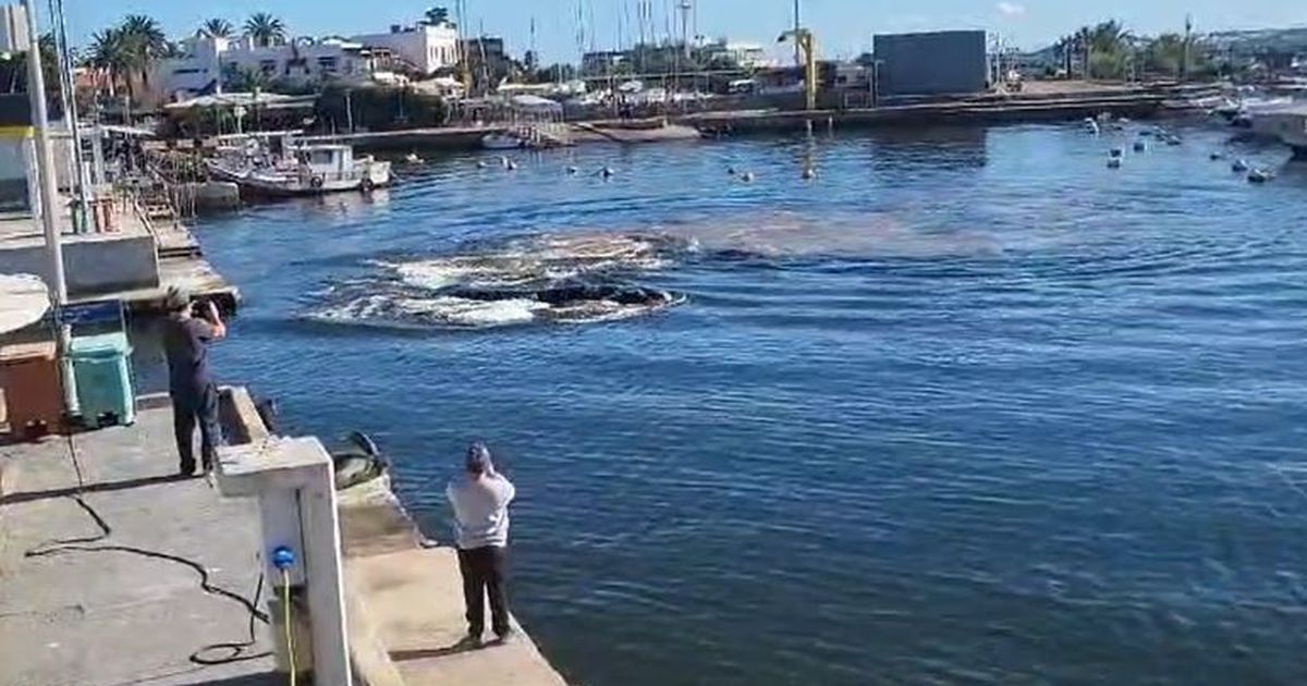Una ballena ingresó en el Puerto de Punta del Este: mirá el video