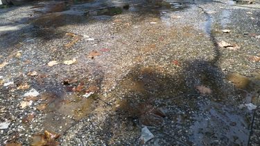 Pérdida de agua de OSE en avenida del Libertador y Galicia. (Foto de archivo)