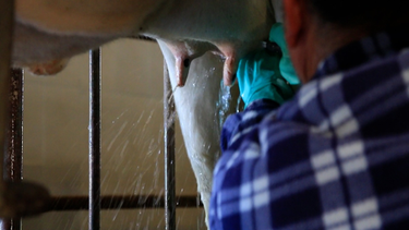 Reclusos producen 1.100 litros de leche por día en tambo de San José