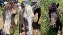 Tres caballos fueron robados de una ONG por personas que trabajaron o conocían, dijo la fundadora