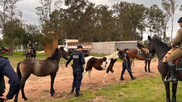 Vecinos de Delta del Tigre reclaman la devolución de caballos incautados y el INBA exige documentación