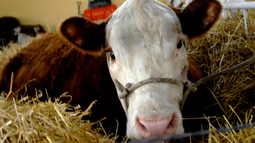 Enviaron a prisión preventiva a director de empresa que actuaba como tenedora de ganado de Conexión Ganadera