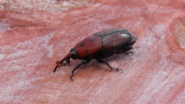 Cómo funciona el sistema que combina drones e inteligencia artificial para detectar presencia de picudo rojo