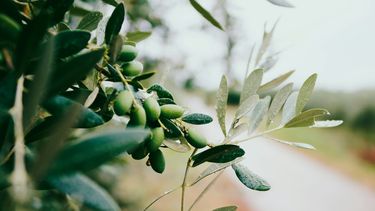 La Asociación Olivícola de Uruguay informó una caída en la producción de oliva