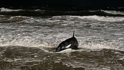 Sacrificarán a la orca varada en Punta del Este; el animal cursa una fase agónica y no puede ser salvada