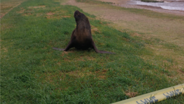 León marino que apareció en Punta Carretas.