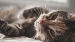 Refugios encontraron a 20 gatos que habían estado encerrados casi un mes en una casa