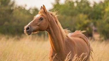 Caballo murió tras sufrir ataque de abejas en Sarandí del Yí