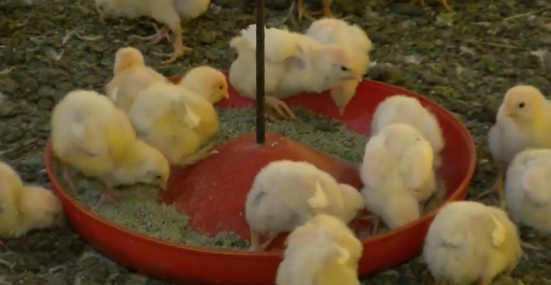 &nbsp;Virólogo Juan Cristina sobre gripe aviar: lo importante es tomar medidas de que las aves silvestres no entren en contacto con las aves domésticas.