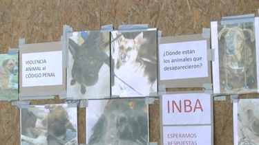 Dueños de perros desaparecidos en Santa Lucía piden respuesta del INBA.