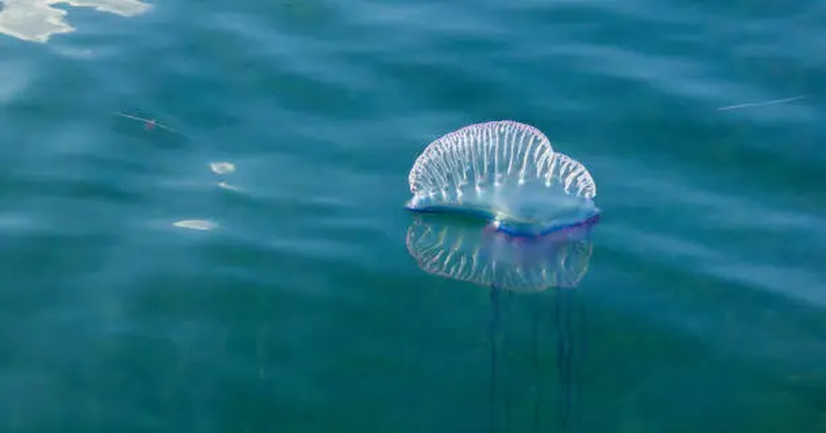 Maldonado advierte por presencia de fragata portuguesa en Piriápolis y Punta del Este