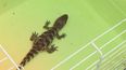 encontraron una cria de yacare abandonada junto a un contenedor en la union