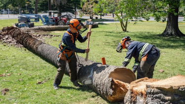 Tránsito afectado por cortes de palmeras.&nbsp;